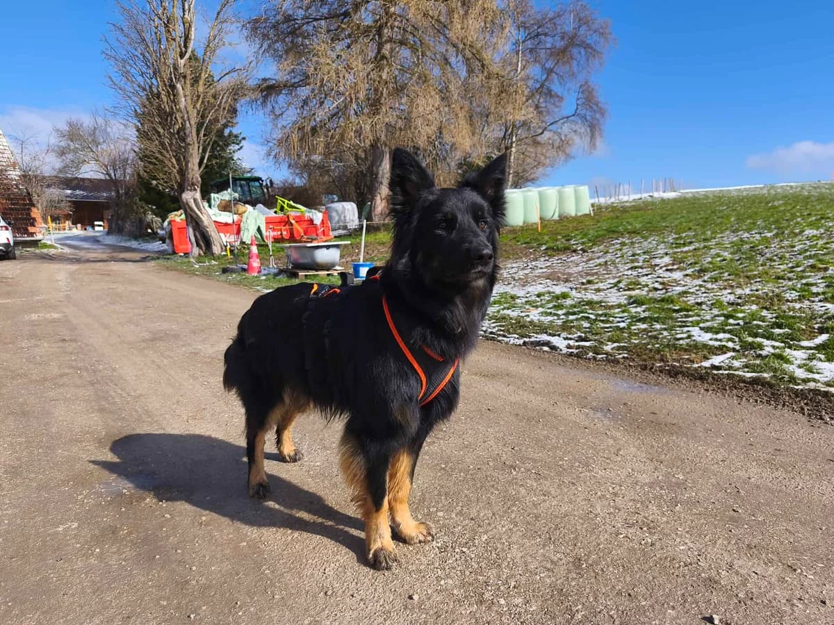 Schäfer x Border Collie, schwarz male 3yo Border Collie for adoption at Berner Tierzentrum
