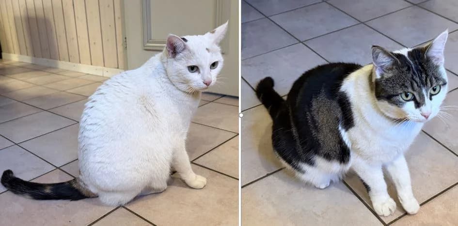Yara und Luna, weiss female 5yo Mixed Breed Cat for adoption at Berner Tierzentrum