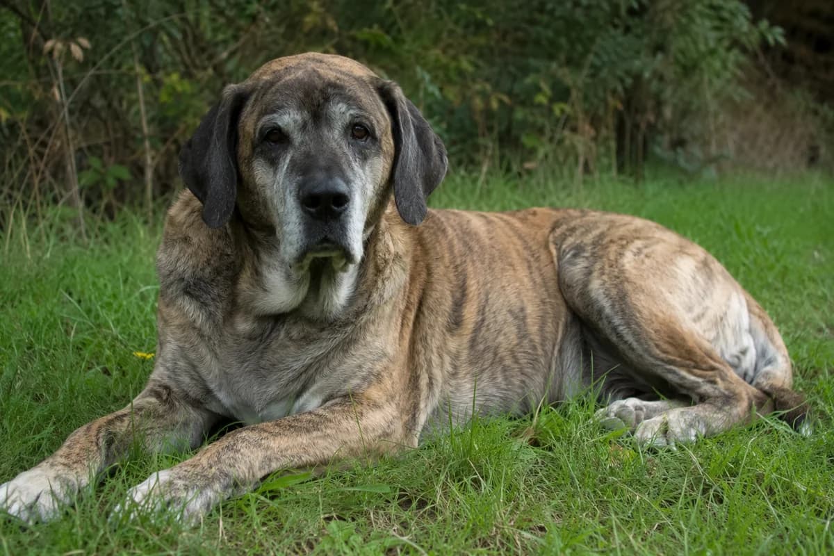 Ylva, braun female senior Mixed Breed for adoption at Berner Tierzentrum