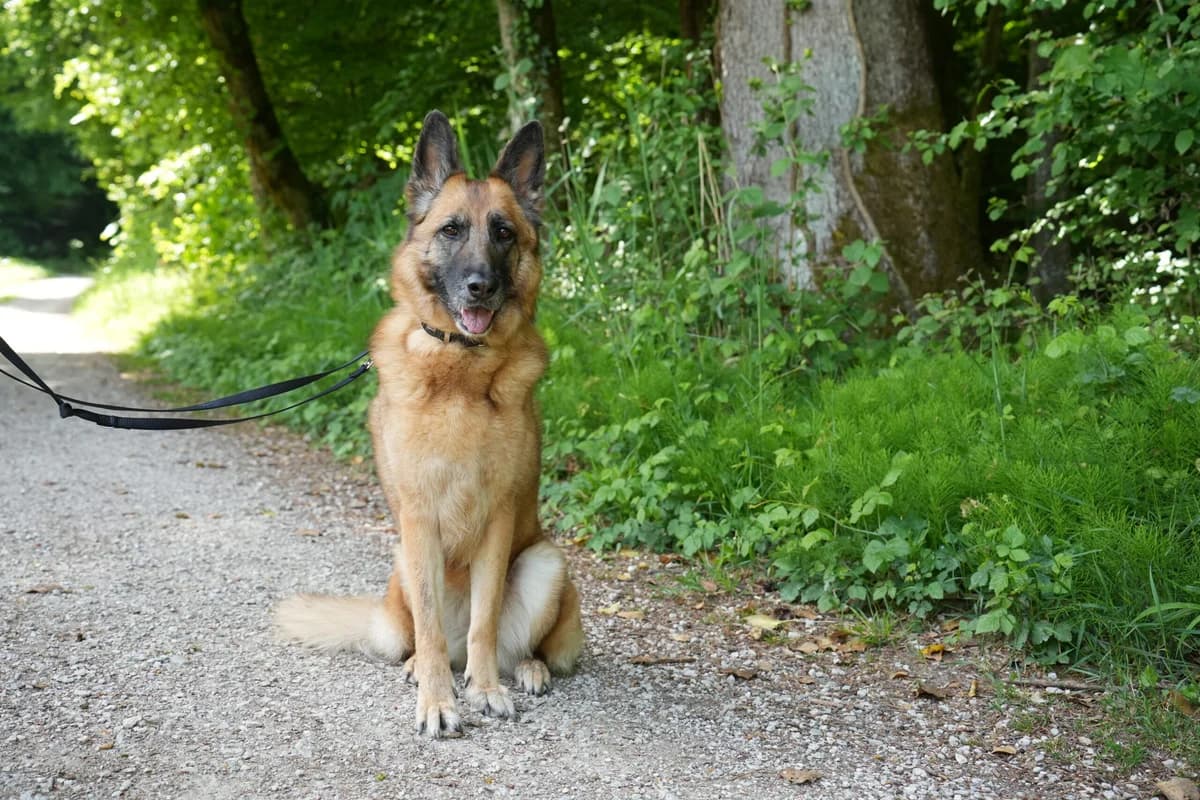 Nukka, braun female senior German Shepherd for adoption at Berner Tierzentrum