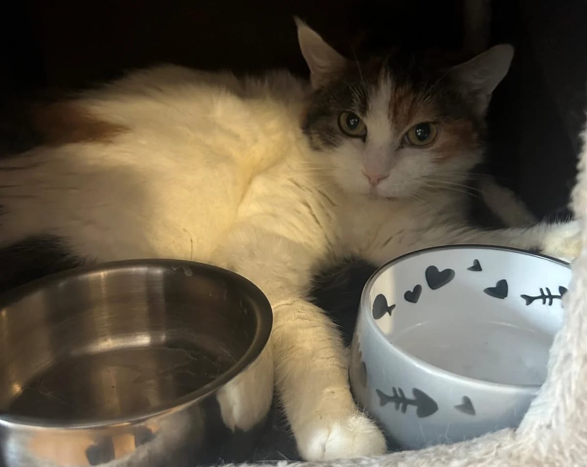 Nala, tricolor female 7yo Mixed Breed Cat for adoption at Berner Tierzentrum