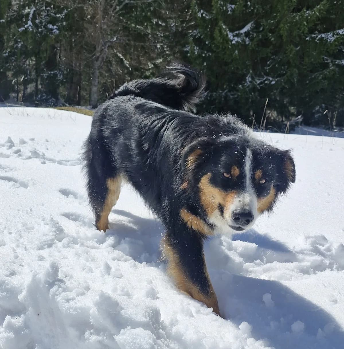Kyra, tricolor female 3yo Border Collie for adoption at Berner Tierzentrum