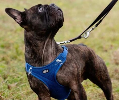 Hutch, braun male 6yo French Bulldog for adoption at Berner Tierzentrum