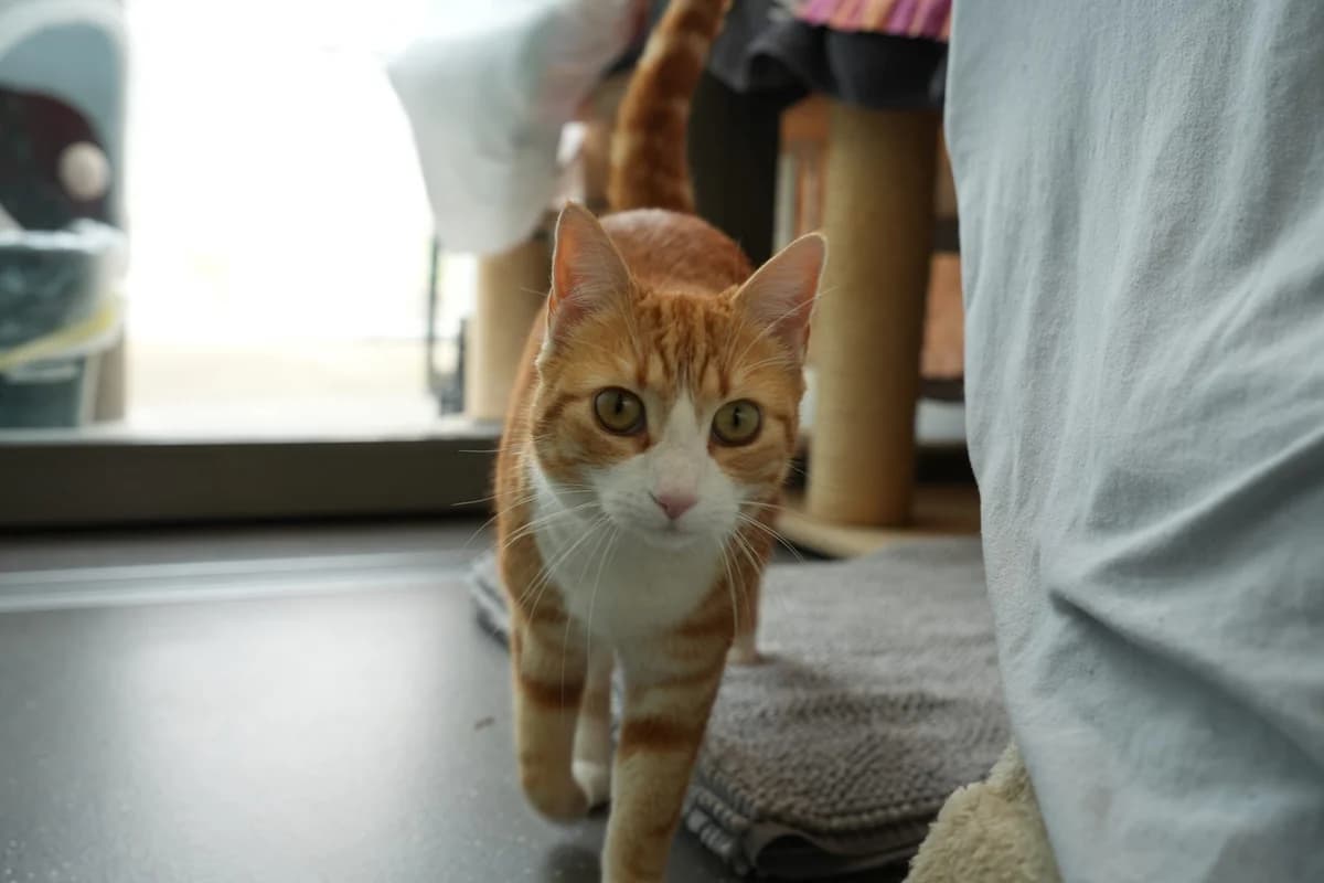 Tinka, weiss female 6yo Mixed Breed Cat for adoption at Berner Tierzentrum