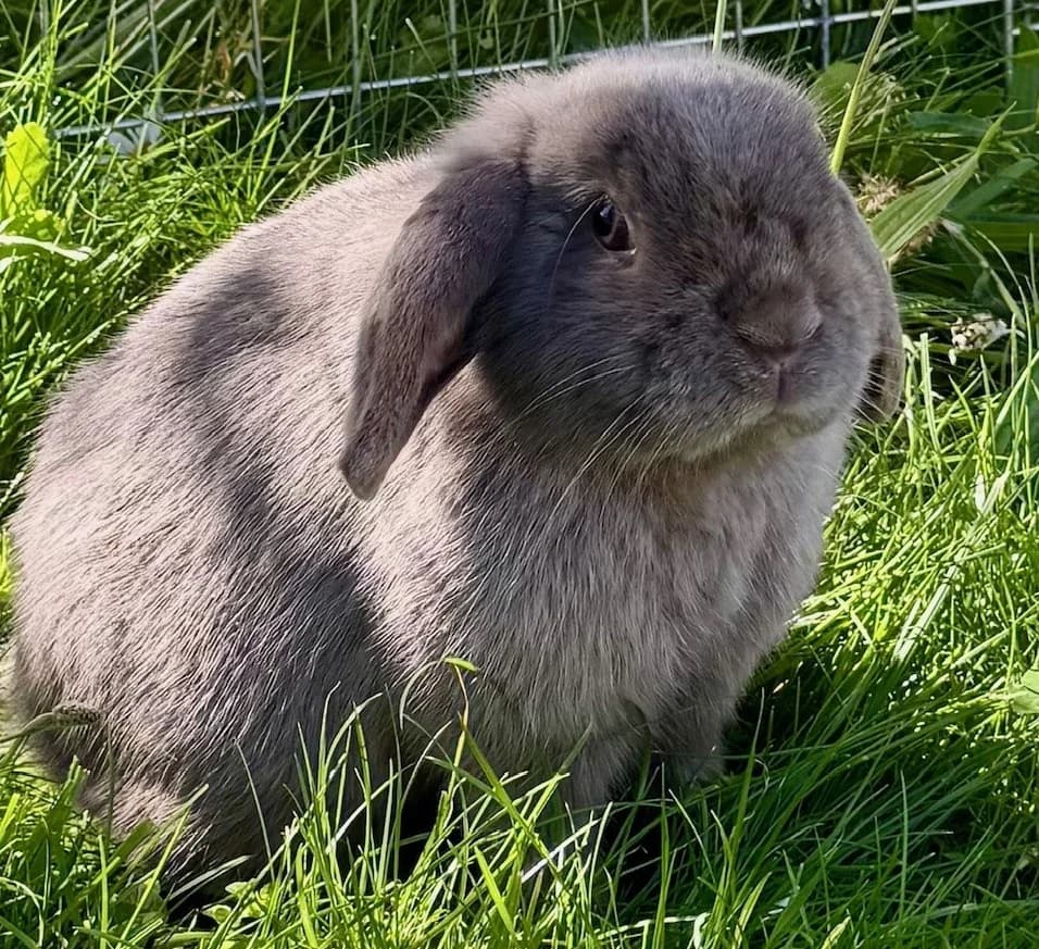 Anakin Skywalker, grau male young mixed breed for adoption at Berner Tierzentrum