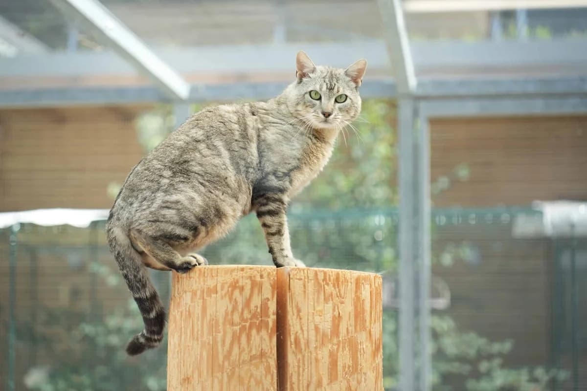 Pablo, grau male Bengal for adoption at Berner Tierzentrum