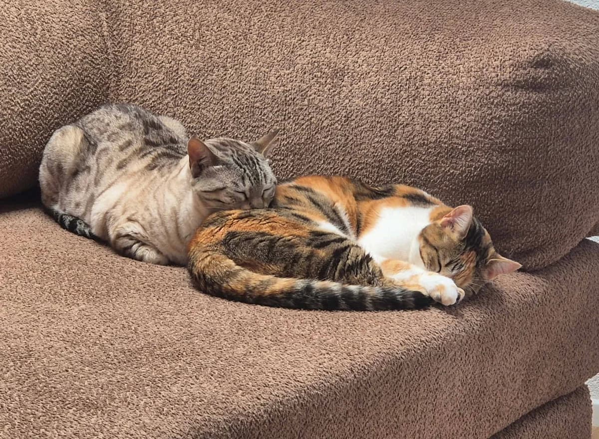 Loki & Mara, tricolor male senior Bengal for adoption at Berner Tierzentrum