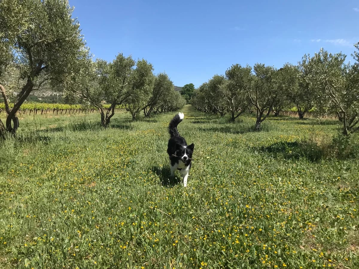 Nurii, schwarz female young Border Collie for adoption at Berner Tierzentrum