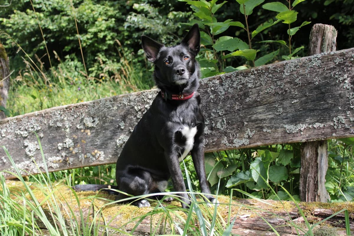 Chris, schwarz male 4yo Mixed Breed for adoption at Berner Tierzentrum