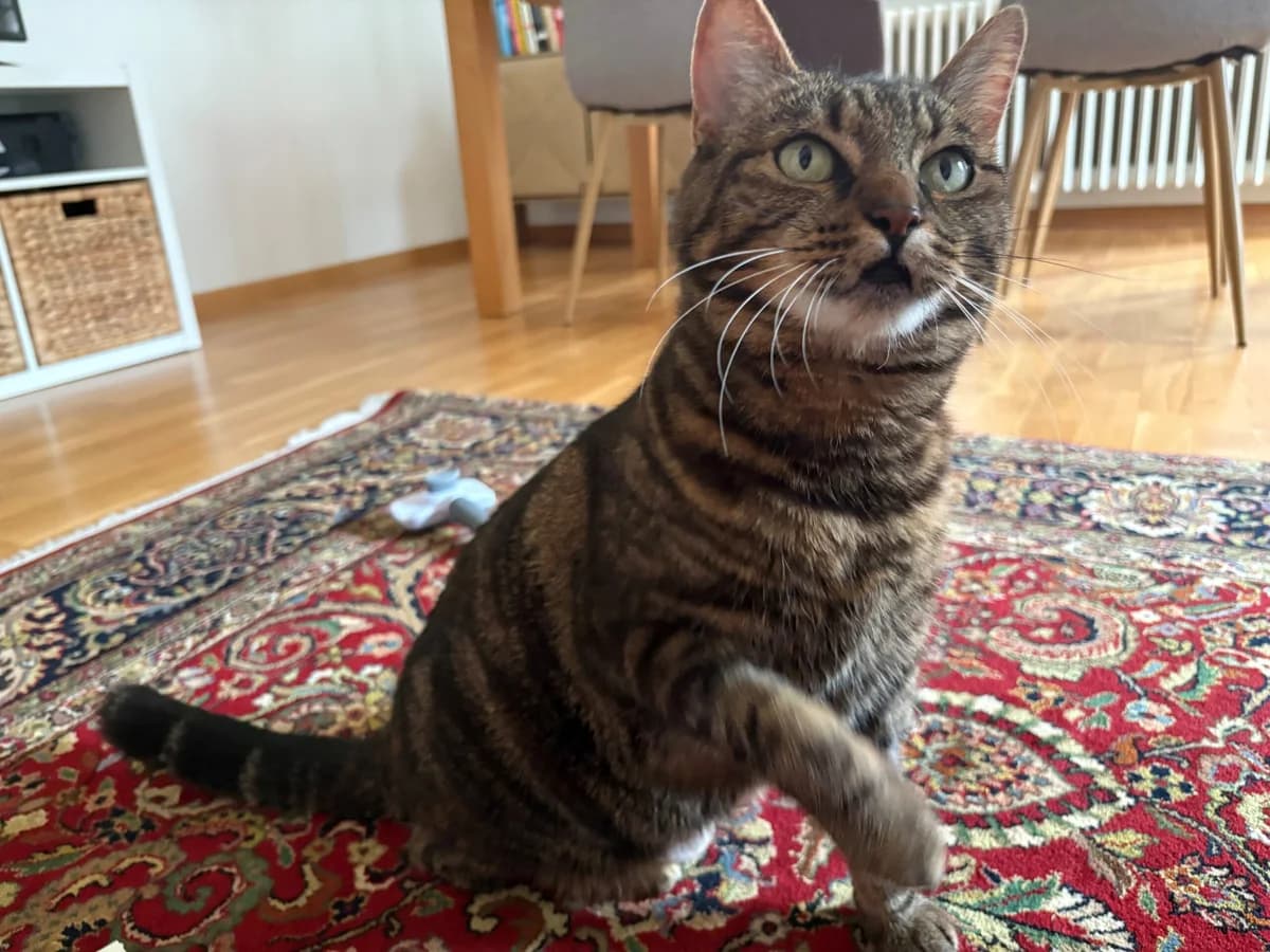 Miri, getigert female 7yo Mixed Breed Cat for adoption at Berner Tierzentrum