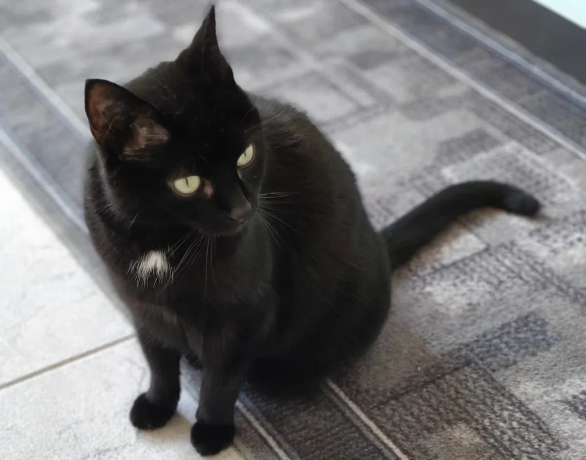 Stella, schwarz female senior Mixed Breed Cat for adoption at Berner Tierzentrum