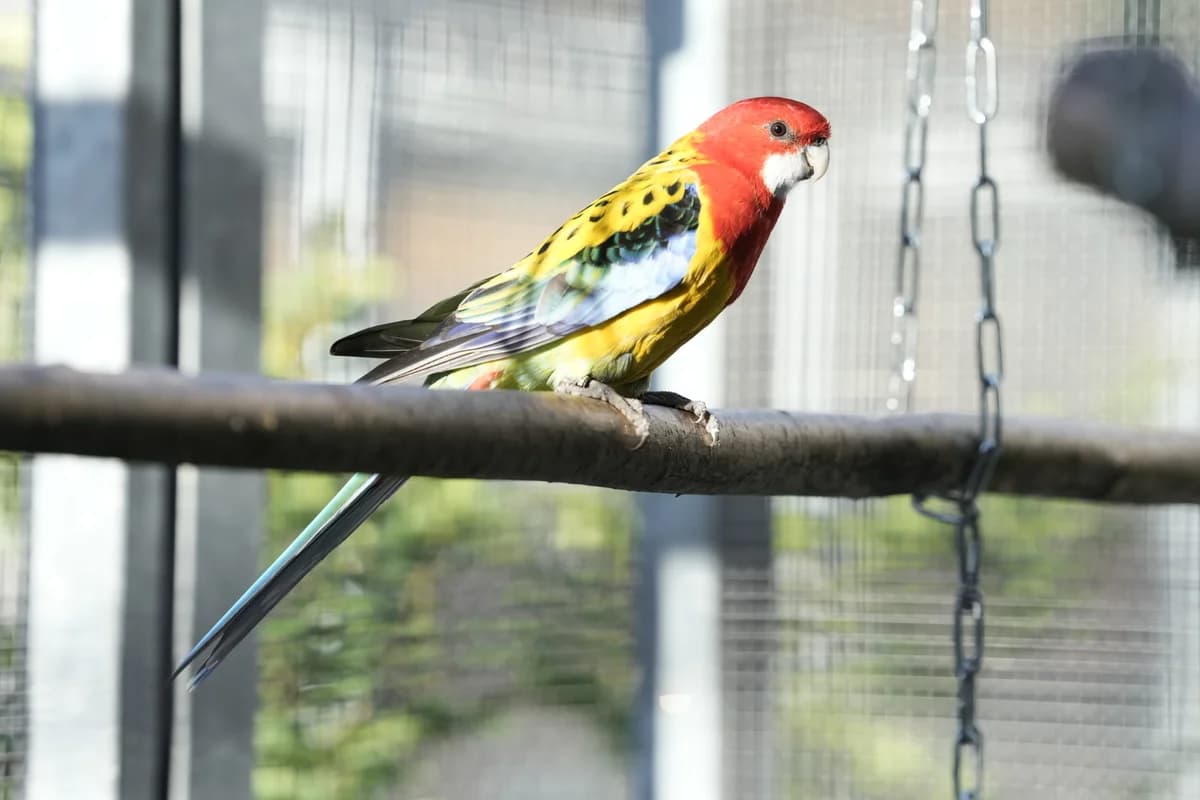 Picasso, Monet & Toulouse,  mixed breed for adoption at Berner Tierzentrum
