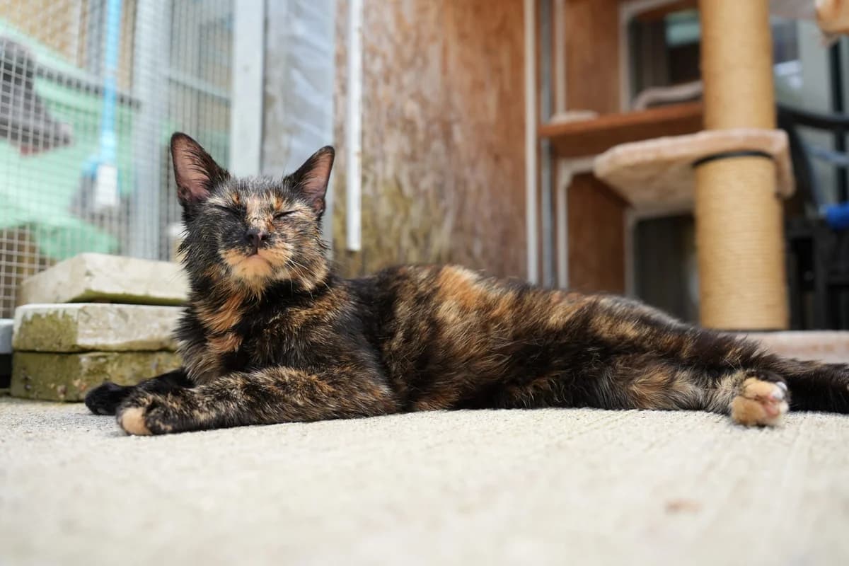 Maja, female young Mixed Breed Cat for adoption at Berner Tierzentrum