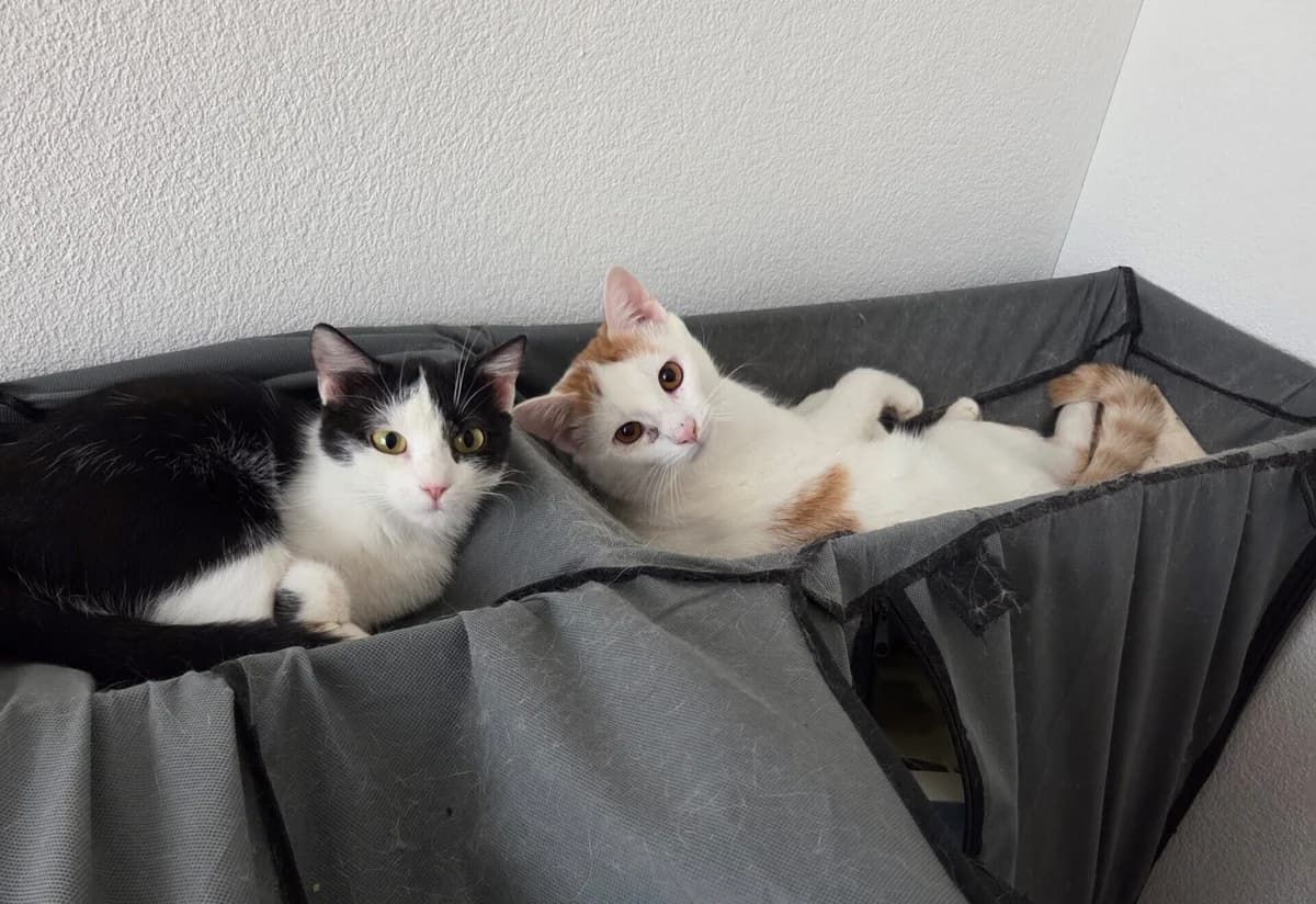 Milo und Filou, male young Mixed Breed Cat for adoption at Berner Tierzentrum