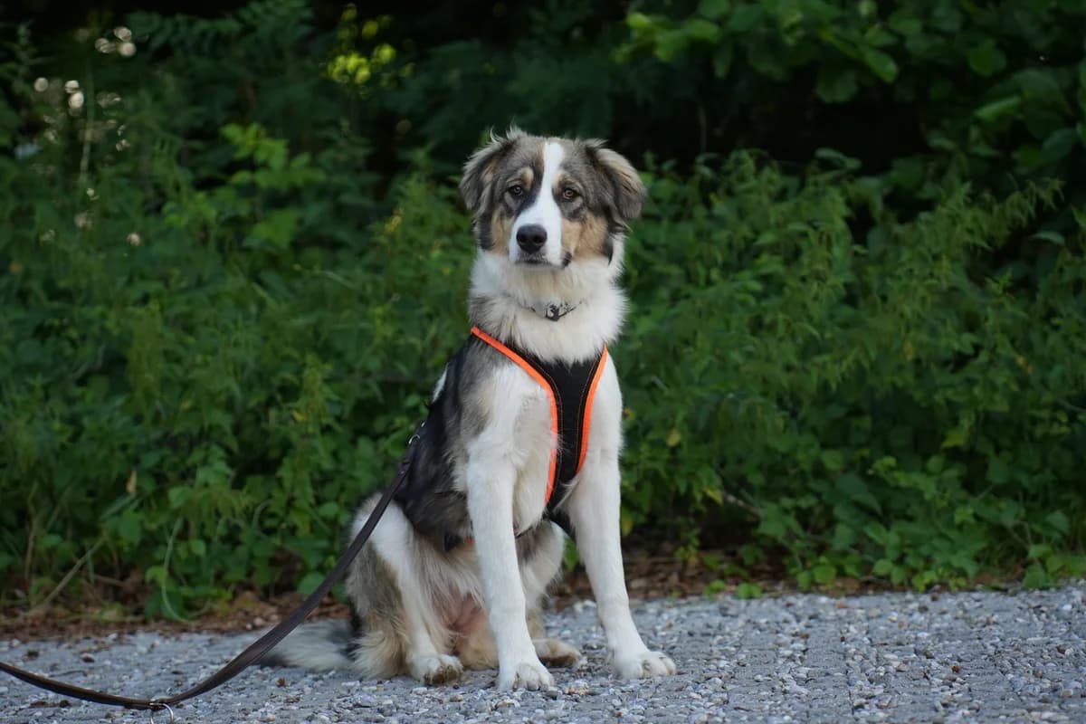 Ivy, weiss female young Mixed Breed for adoption at Berner Tierzentrum