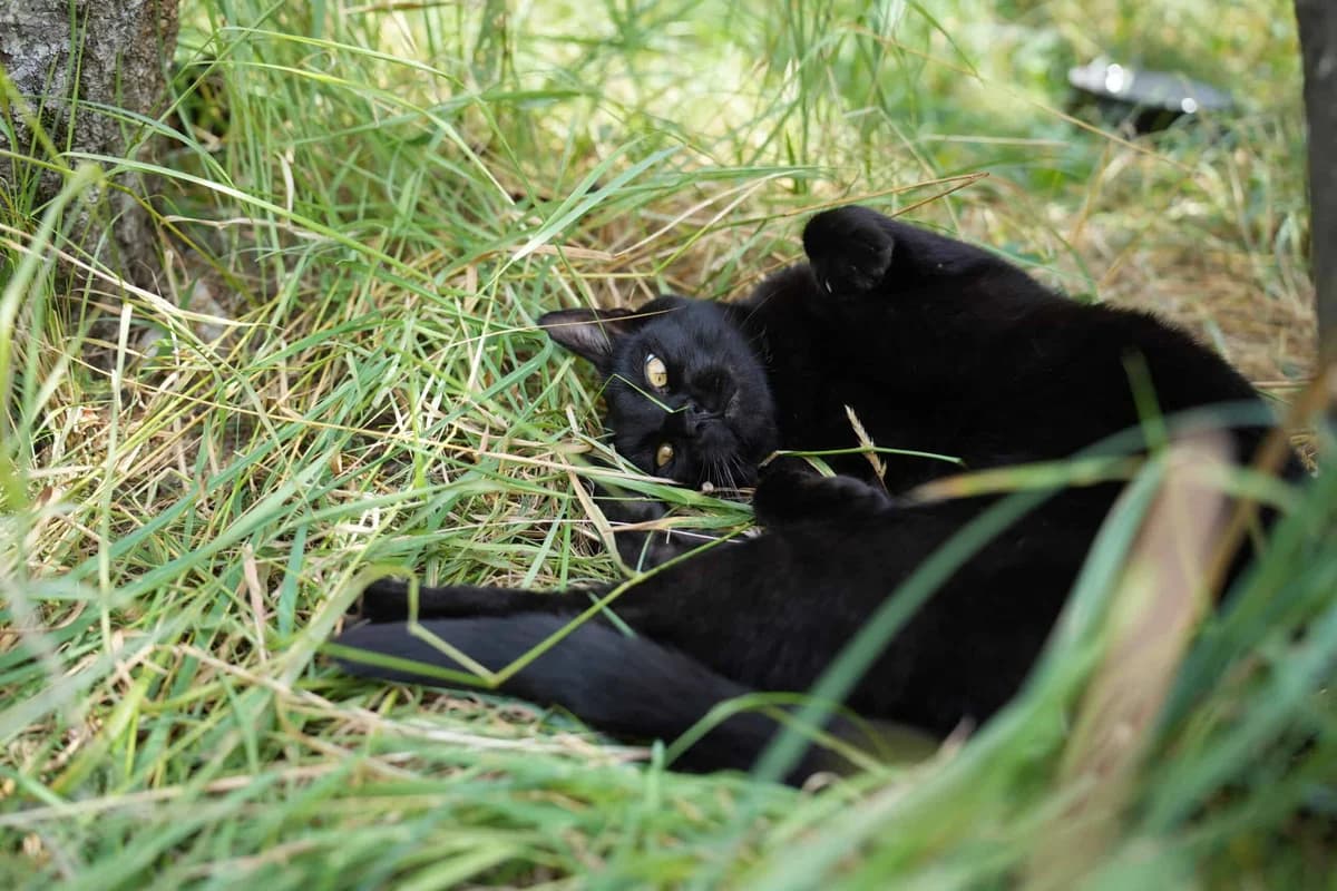 Blade, schwarz male 5yo Bengal for adoption at Berner Tierzentrum