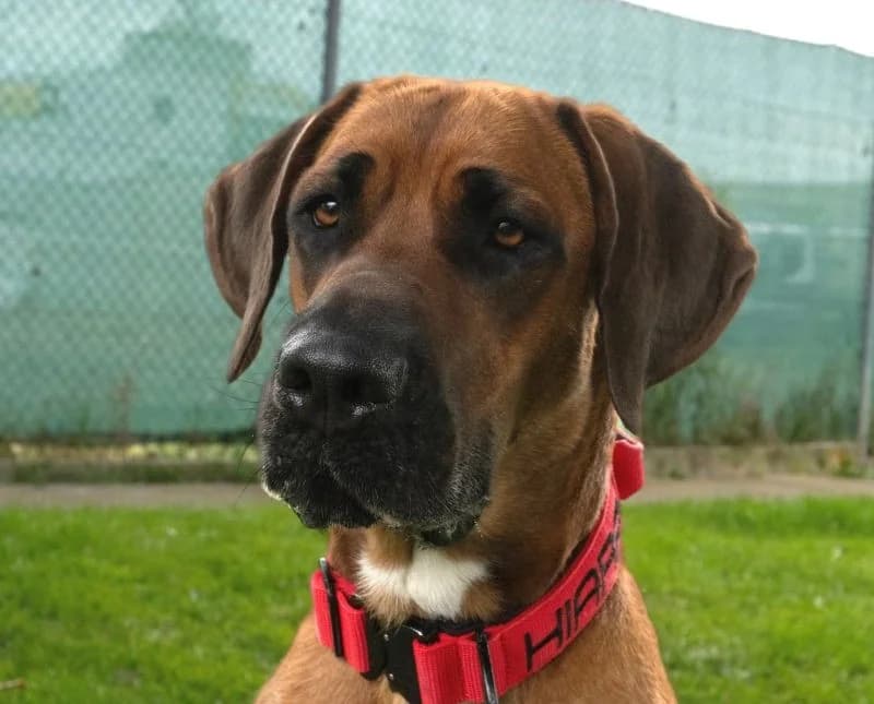 Mischling Kiara, braun female young Doberman for adoption at Berner Tierzentrum