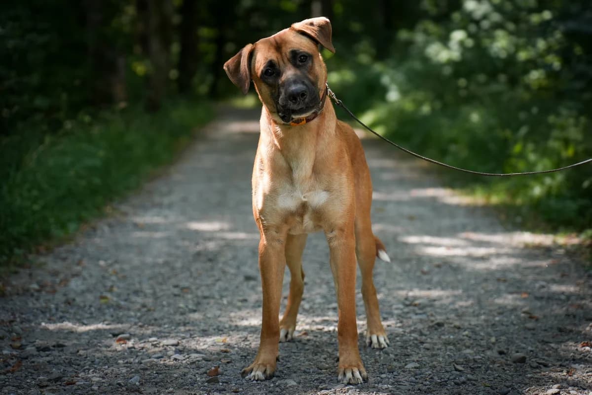 Nemo, braun male young English Bulldog for adoption at Berner Tierzentrum