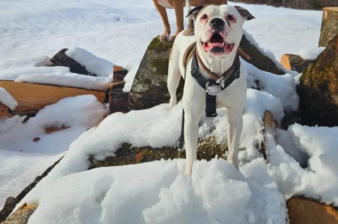 Buddy, weiss male 5yo English Bulldog for adoption at Berner Tierzentrum
