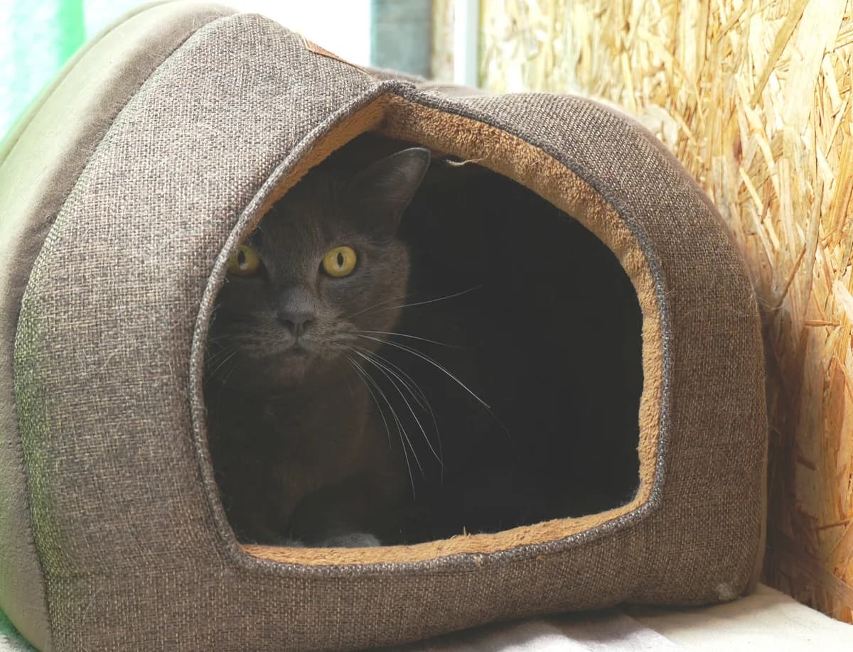 Tiggo, grau male 6yo Mixed Breed Cat for adoption at Berner Tierzentrum