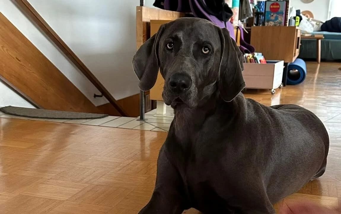 Charlie, blau male 4yo Weimaraner for adoption at Berner Tierzentrum