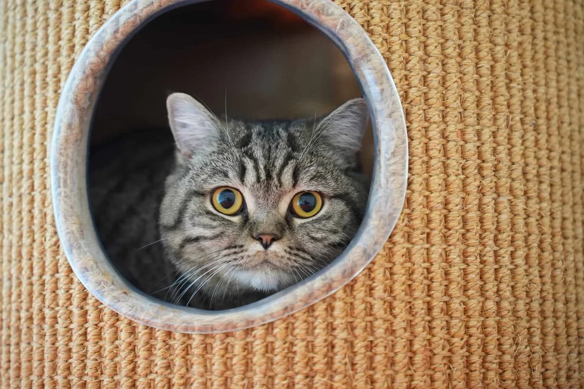 Masha und Chui, getigert female young British Shorthair for adoption at Berner Tierzentrum