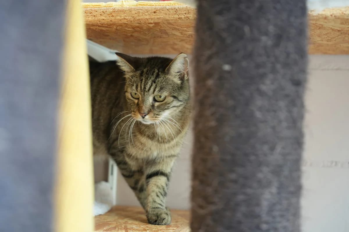 Teemu, getigert male senior Mixed Breed Cat for adoption at Berner Tierzentrum