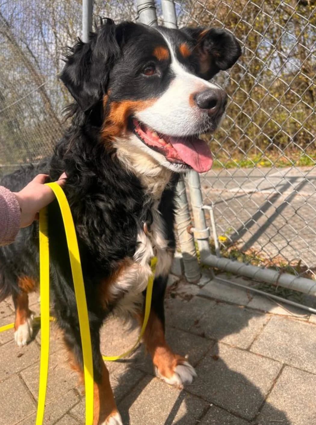 Bella, female Bernese Mountain Dog for adoption at Bsin