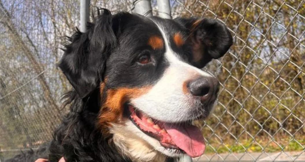 Bella, female Bernese Mountain Dog for adoption at Berner Sennenhunde in Not Schweiz, Bsin photo 2