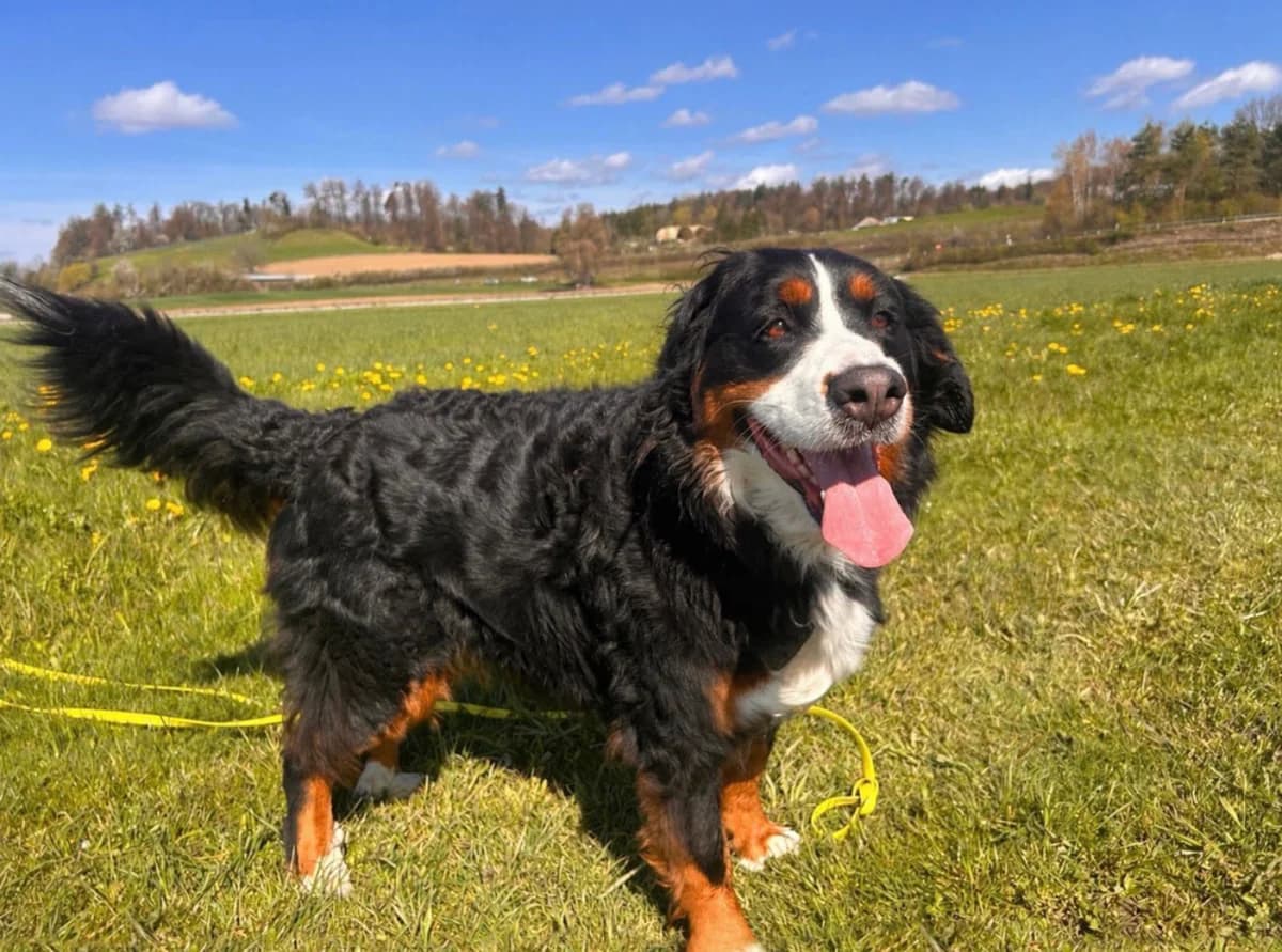 Bella, female senior Bernese Mountain Dog for adoption at Berner Sennenhunde in Not Schweiz, Bsin
