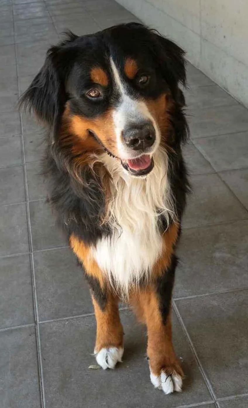 Bobby, Bernese Mountain Dog for adoption at Berner Sennenhunde in Not Schweiz, Bsin