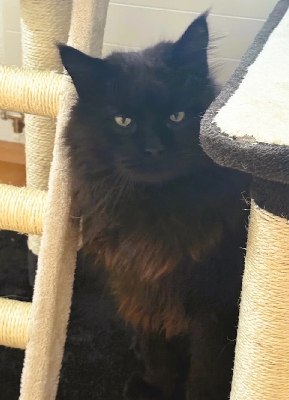 Bob Marley, male Maine Coon for adoption at Cat Box