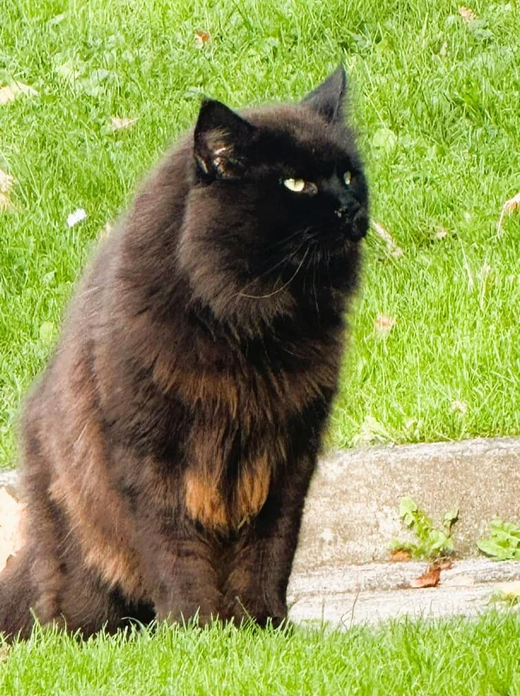 Bob Marley, male Maine Coon for adoption at Cat-Box Gams, Cat Box photo 2