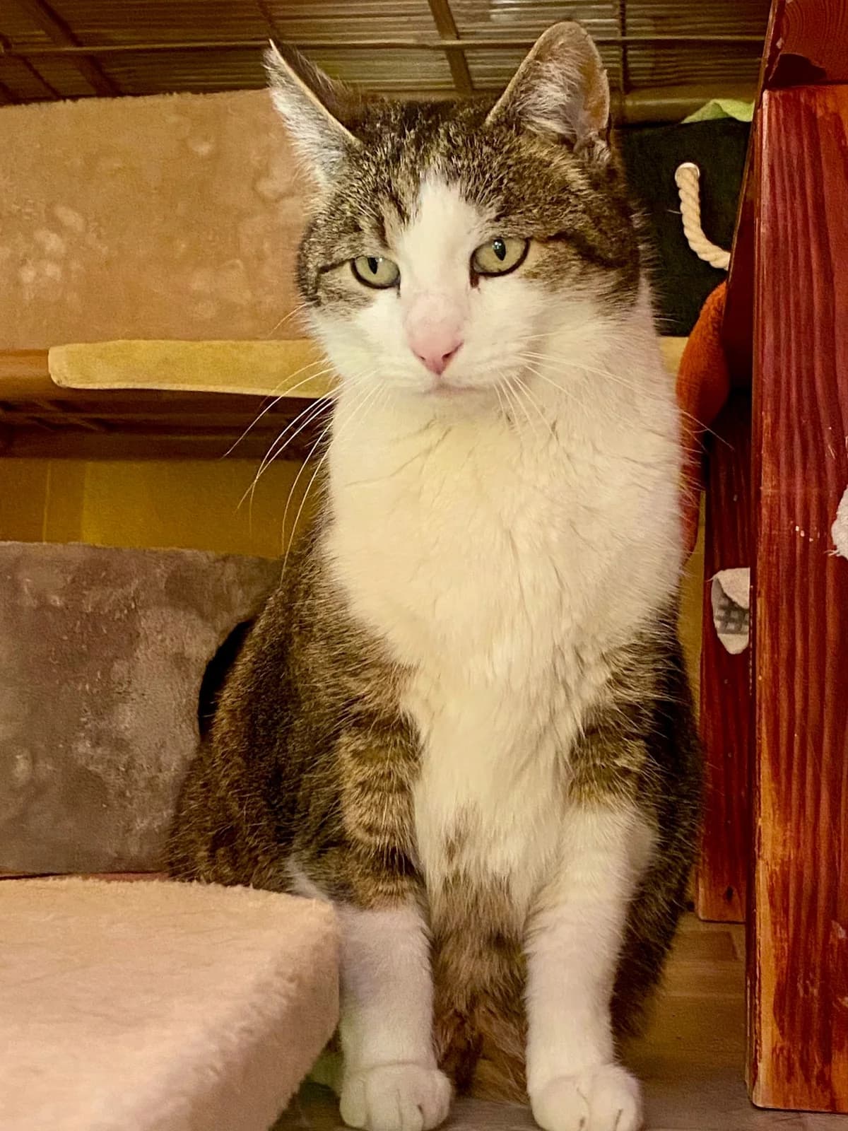 Cody, male senior mixed breed for adoption at Cat-Box Gams, Cat Box