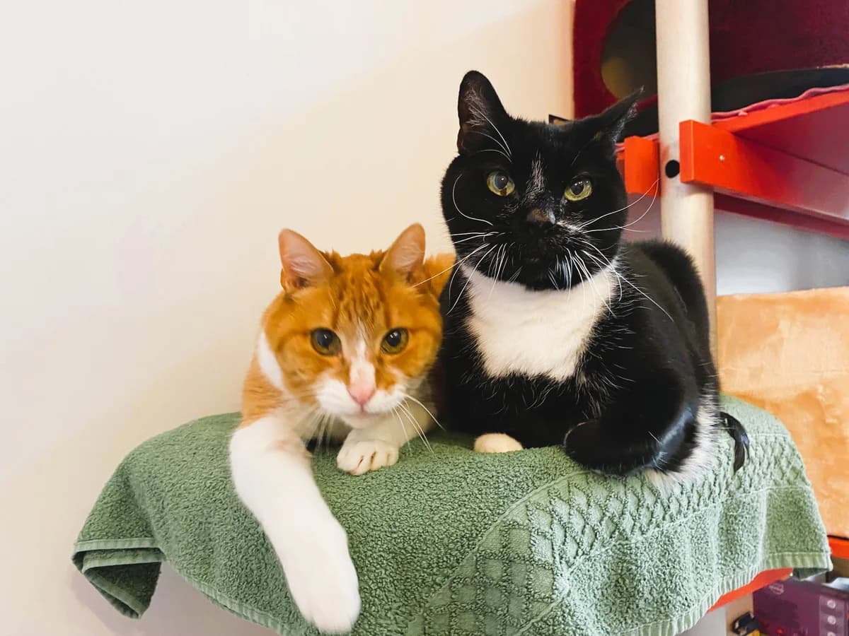 Edi und Mo, male senior mixed breed for adoption at Cat-Box Gams, Cat Box