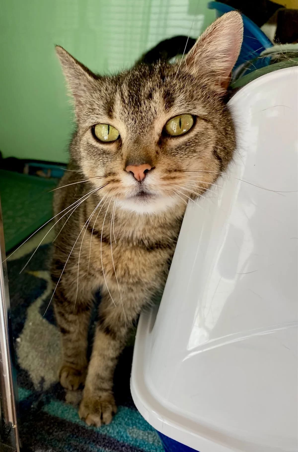 Maja, female 3yo mixed breed for adoption at Cat-Box Gams, Cat Box