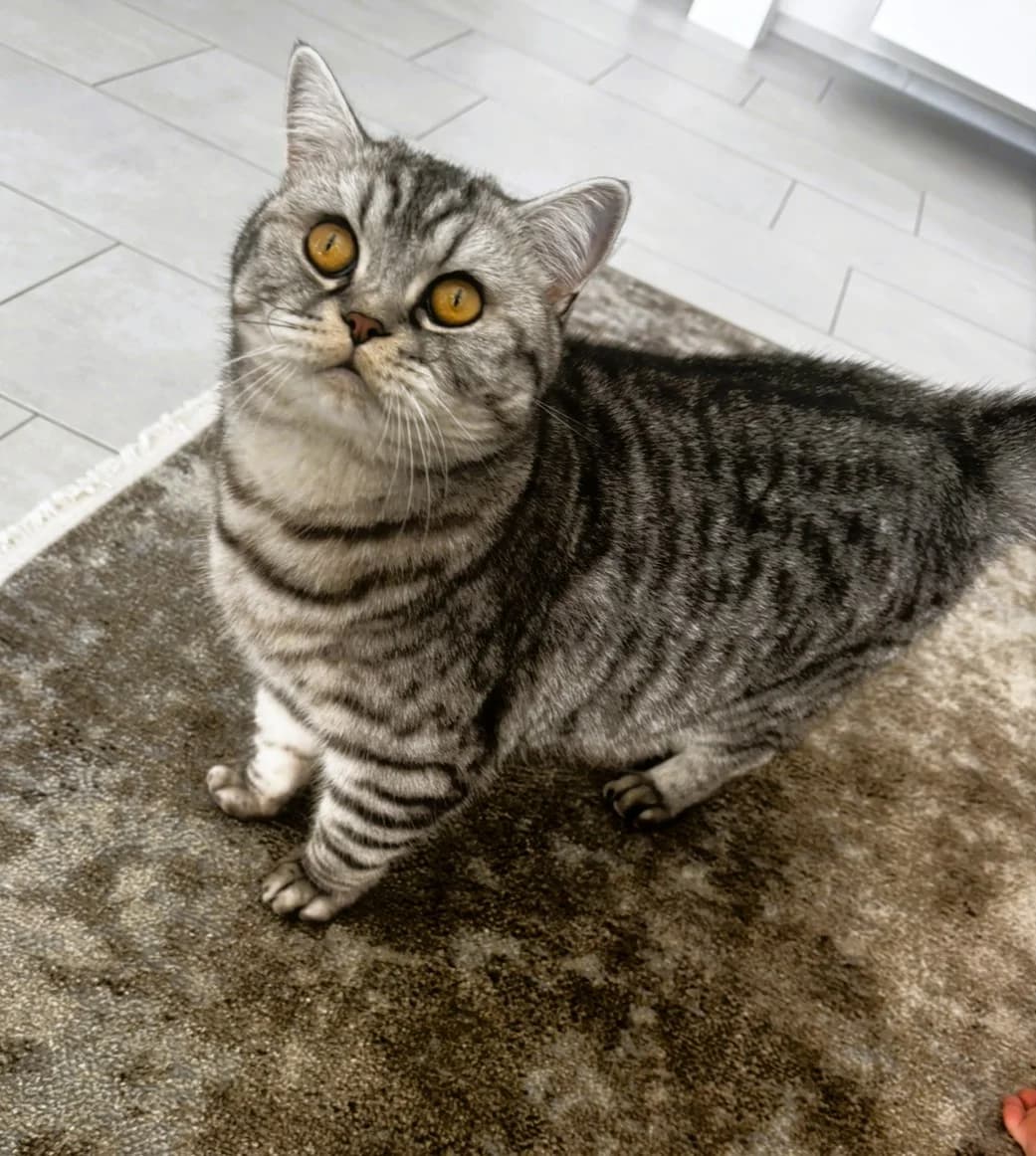 Tigerli, male 3yo British Shorthair for adoption at Cat-Box Gams, Cat Box
