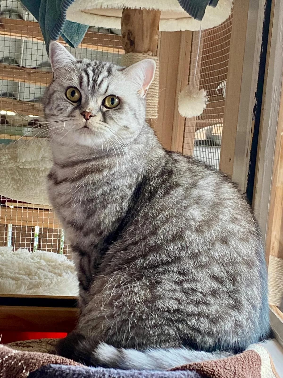 Toby, silber male 3yo mixed breed for adoption at Cat-Box Gams, Cat Box