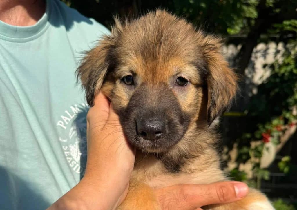 Alma, brown, white female puppy Mixed Breed for adoption at The Dog Rose), Dogrose