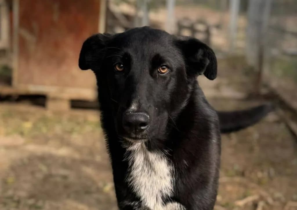 Ana, black, white female young Mixed Breed for adoption at The Dog Rose), Dogrose