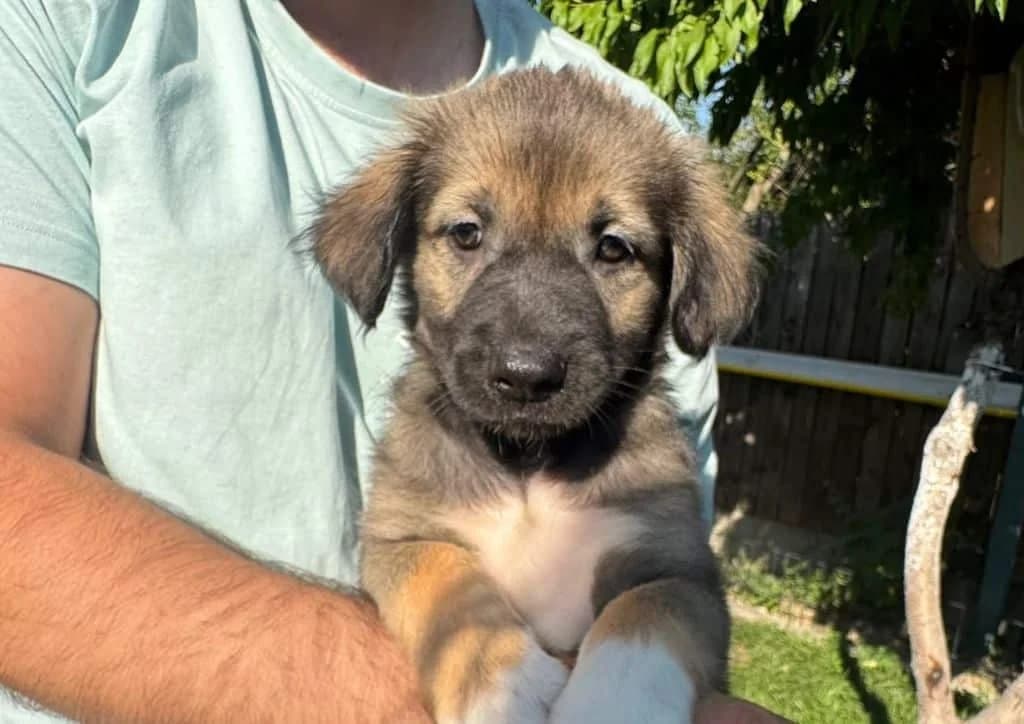 Arda, brown, white female puppy Mixed Breed for adoption at The Dog Rose), Dogrose