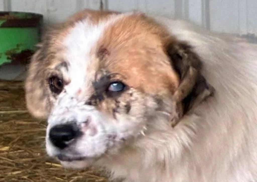 Banana, white, brown female 4yo Mixed Breed for adoption at The Dog Rose), Dogrose