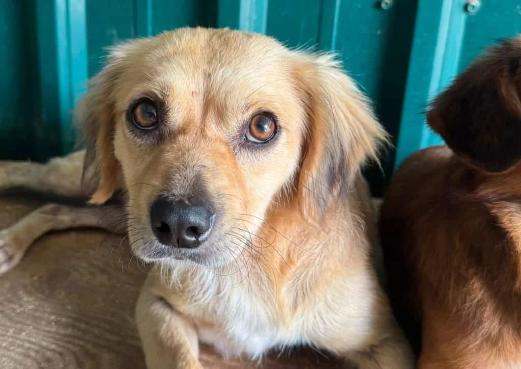 Barley, beige, white male young Mixed Breed for adoption at The Dog Rose), Dogrose