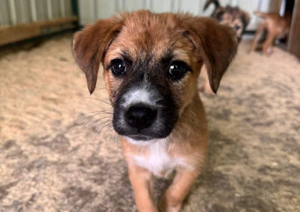 Barney, white, brown male puppy Mixed Breed for adoption at The Dog Rose), Dogrose