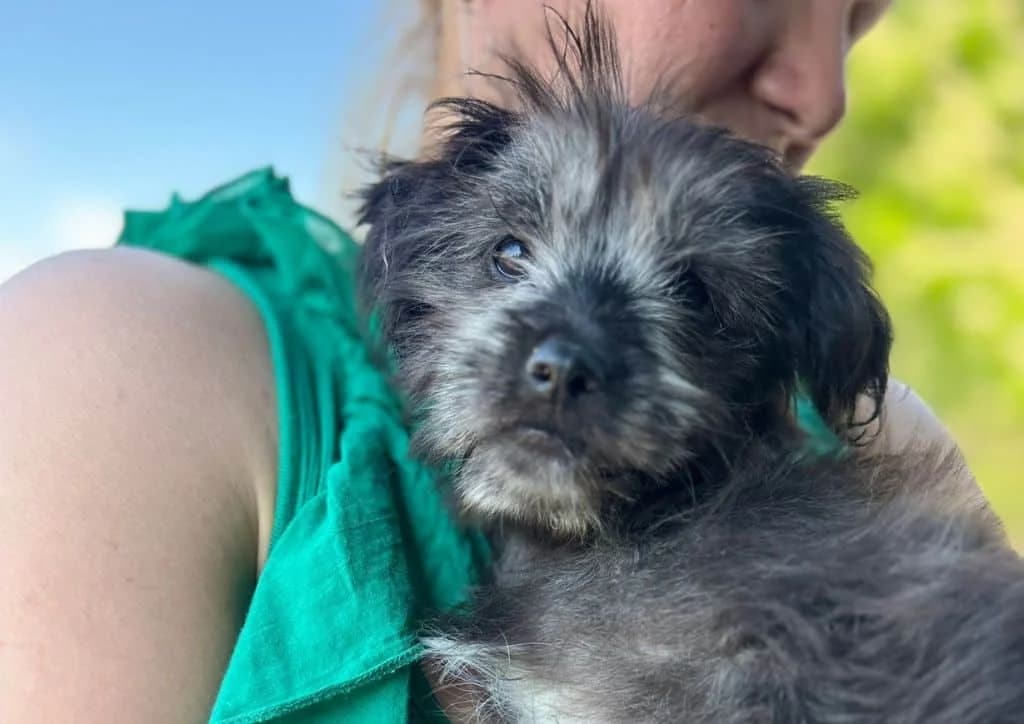 Becky, white, grey female puppy Mixed Breed for adoption at The Dog Rose), Dogrose
