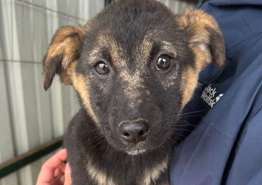 Belezza, brown female puppy Mixed Breed for adoption at The Dog Rose), Dogrose