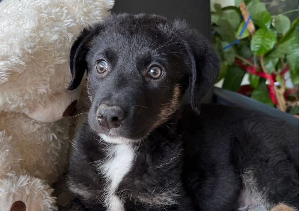 Ben, black, white, brown male puppy Mixed Breed for adoption at The Dog Rose), Dogrose