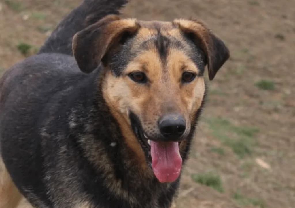 Benji, brown, black male 4yo Mixed Breed for adoption at The Dog Rose), Dogrose