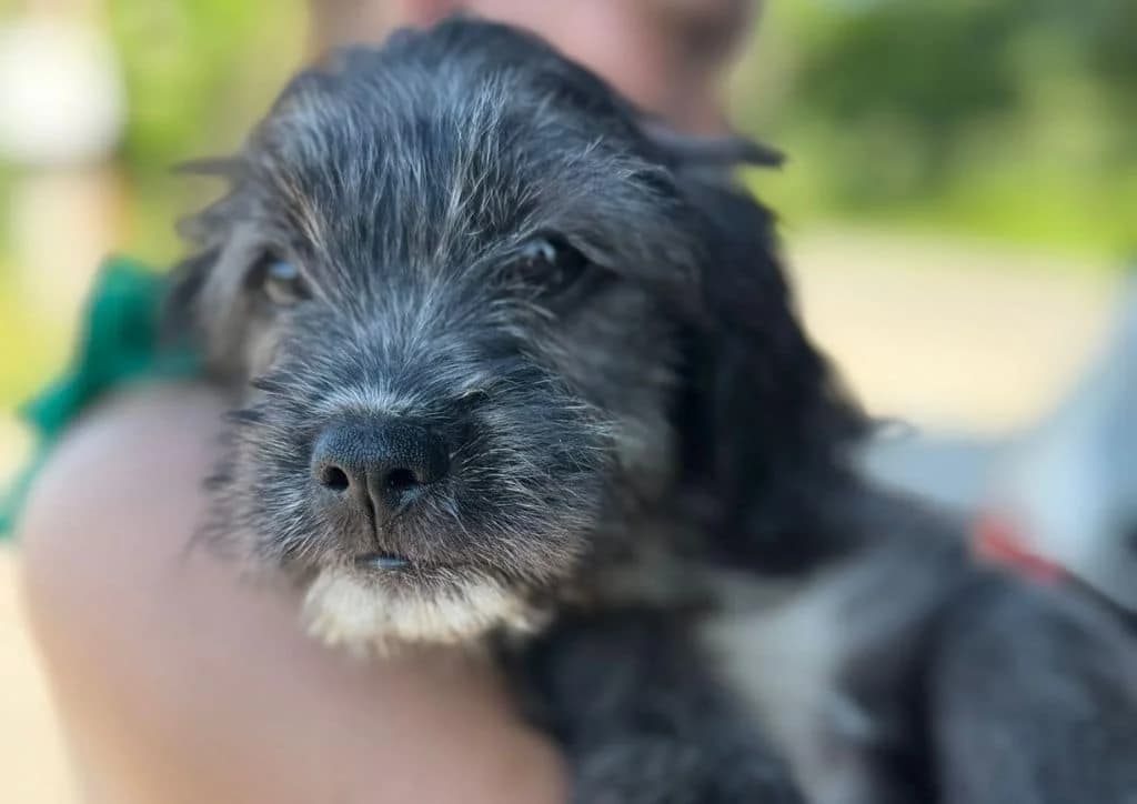 Benji, white, grey male puppy Mixed Breed for adoption at The Dog Rose), Dogrose