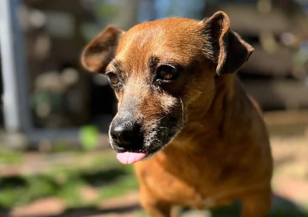 Billy, brown male senior Mixed Breed for adoption at The Dog Rose), Dogrose